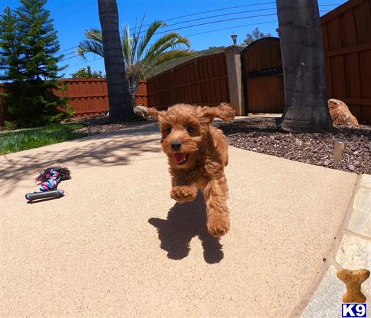 PuppyAvenue Picture 1